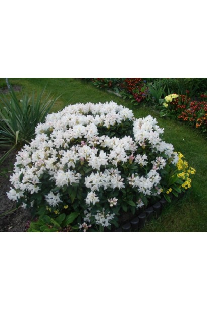 Обильно цветущий куст Каннингемс Уайт – украшение вашего ландшафта.