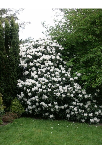 Рододендрон Cunningham's White делает акцент в теневых зонах.