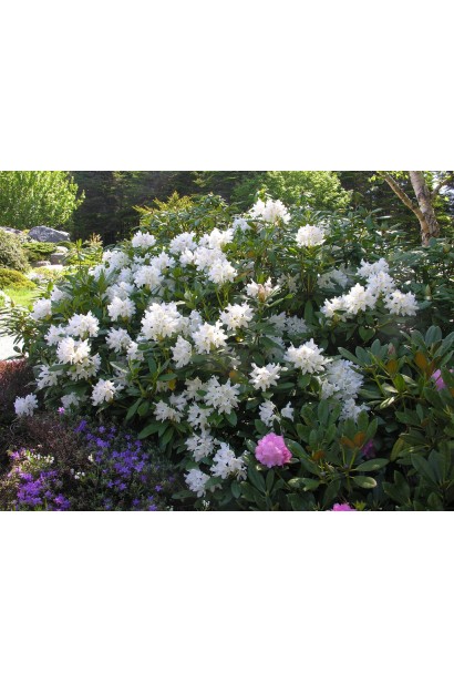 Рододендрон Каннінгемс Уайт