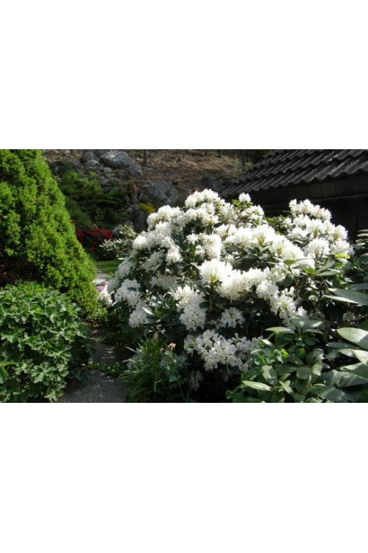 Рододендрон Каннингемс Уайт украшает сад элегантными цветами.