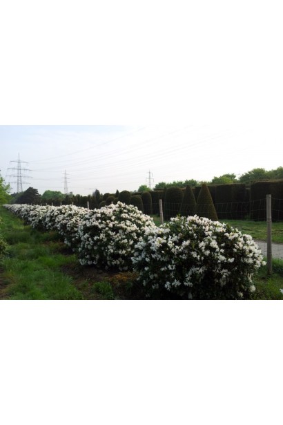 Рододендрон Каннінгемс Уайт