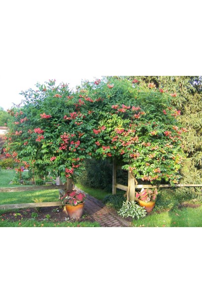 Кампсис укореняющийся Фламенко