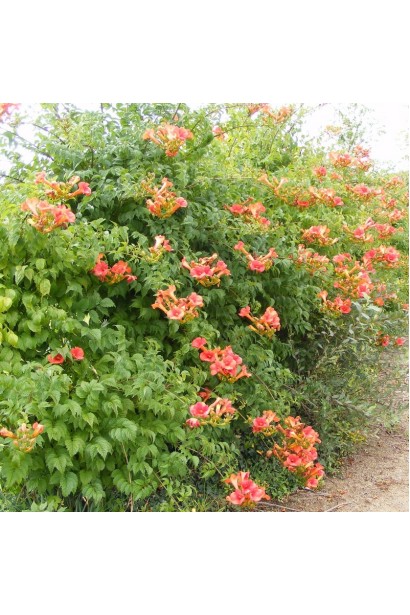 Кампсис Flamenco