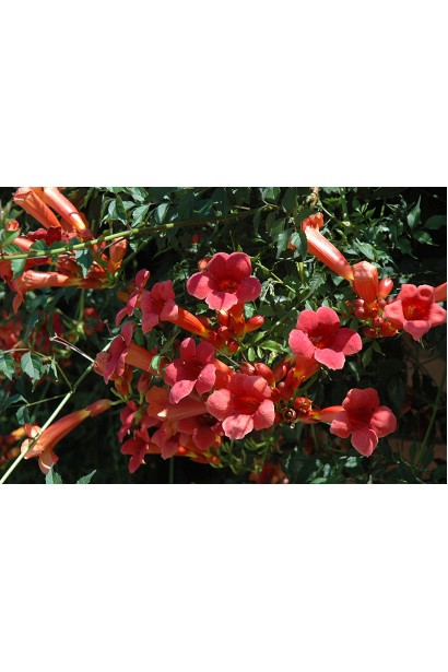 Кампсис укоренительный Flamenco