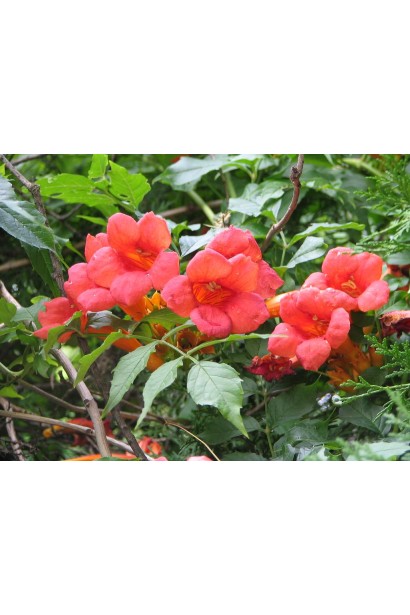 Текома Фламенко