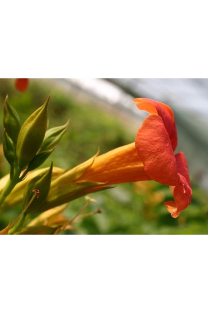 Кампсис оранжево-красный Фламенко