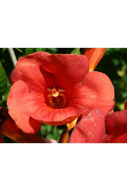 Цветок кампсиса Фламенко