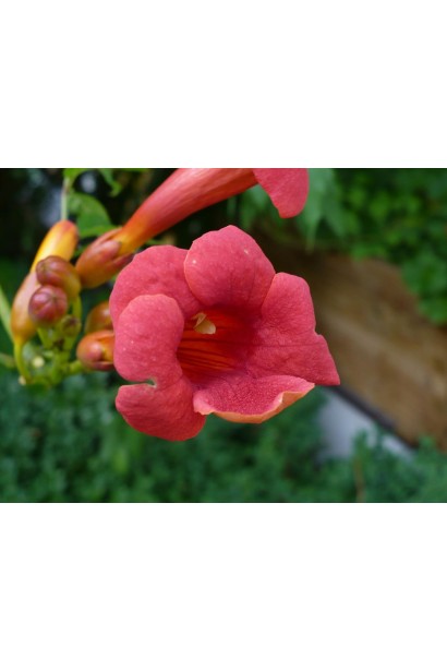 Кампсис укориняющийся Фламенко цветок