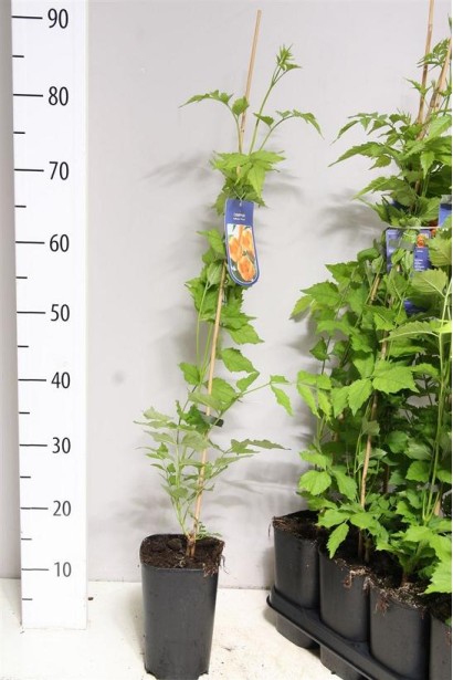 Кампсис укоренительный Фламенко контейнер Р9