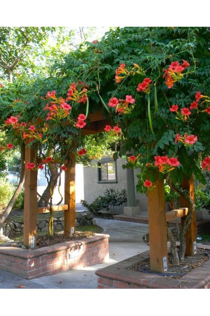 Эффектная цветущая лиана