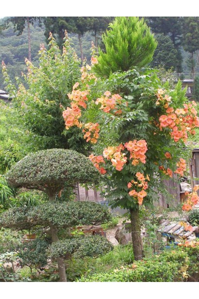Campsis radicans Flamenco
