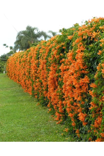 Вертикальное озеленение с помощью кампсиса Фламенко