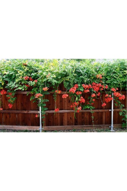 Кампсис укориняющий Фламенко на заборе