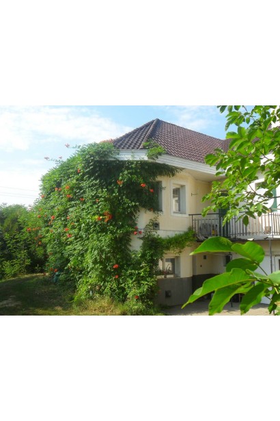 Кампсис Фламенко плетется по стене дома