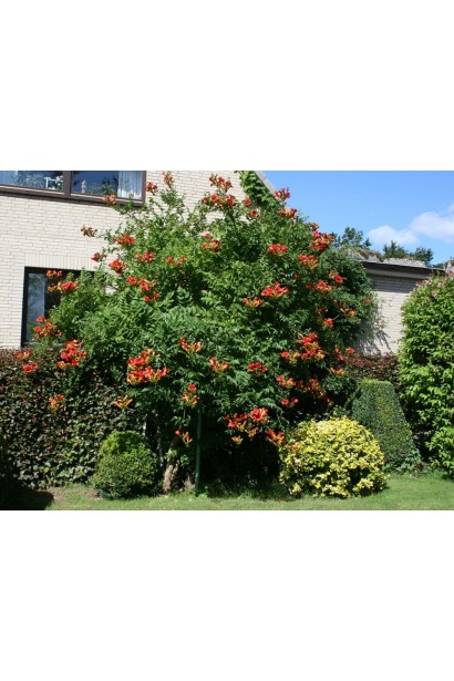 Кампсис ползучий Фламенко