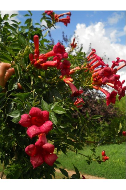 Кампсис Фламенко трубчато-воронковидные цветы.