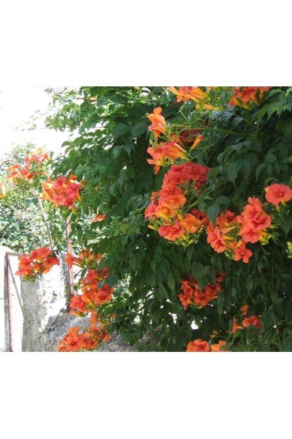 Трубкоцвет Фламенко