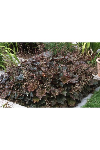 Heuchera Palace Purple