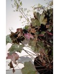Гейхера дрібноквіткова Палас Пурпл | Гейхера мелкоцветковая Палас Пурпл | Heuchera micrantha Palace Purple