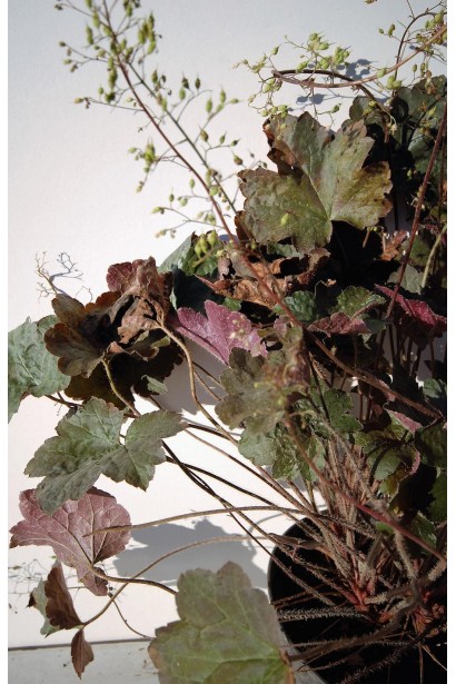 Гейхера дрібноквіткова Палас Пурпл