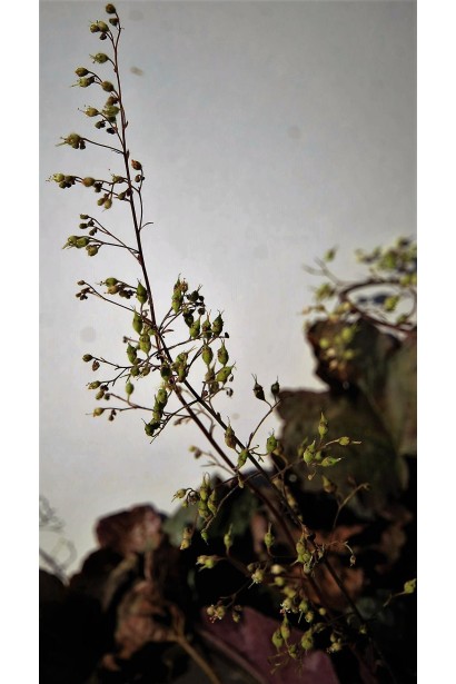 Гейхера  Палас Пурпл початок цвітіння