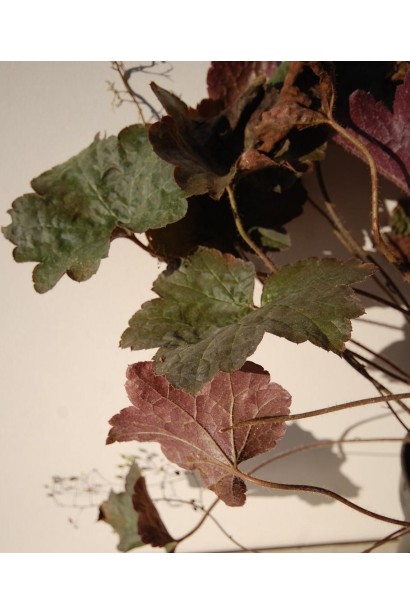 Гейхера Палас Пурпле