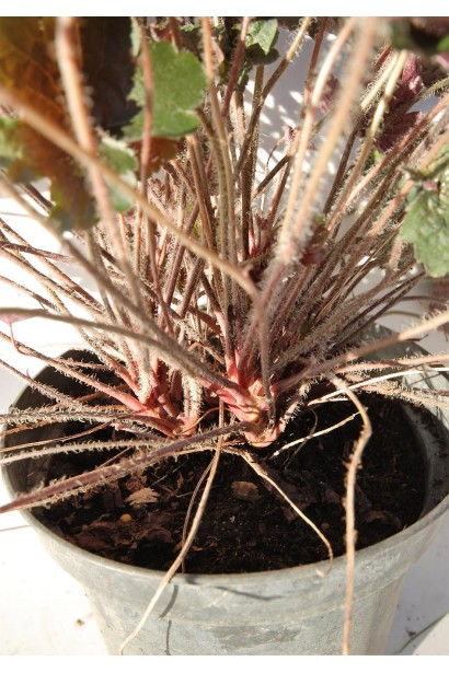 Гейхера Палас Пурпл пагони