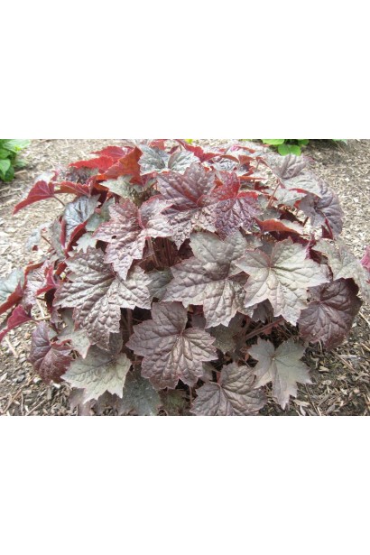 Гейхера Палас Пурпл багаторічний кущ