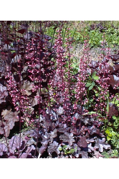 Гейхера Пурпурний Замок