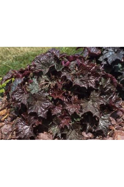 Heuchera micrantha Palace Purple