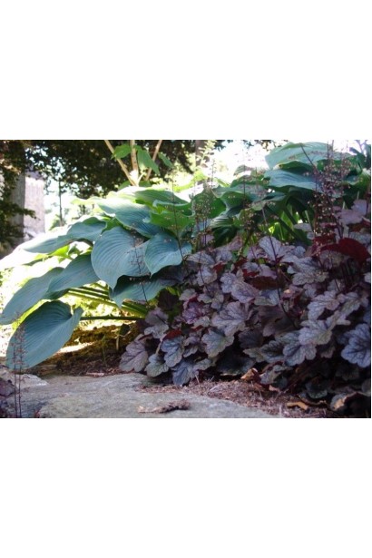 Гейхера пурпурна 