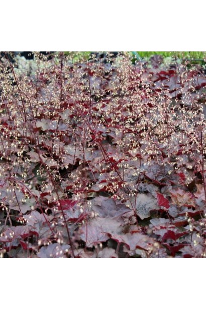 Гейхера Палас Пурпл кремові квіти