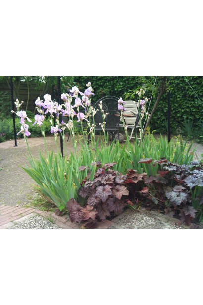 Гейхера дрібноквіткова Палас Пурпл в ландшафті