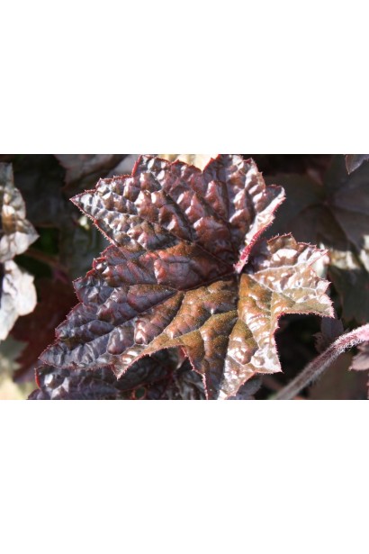 Гейхера Палас Пурпл листя