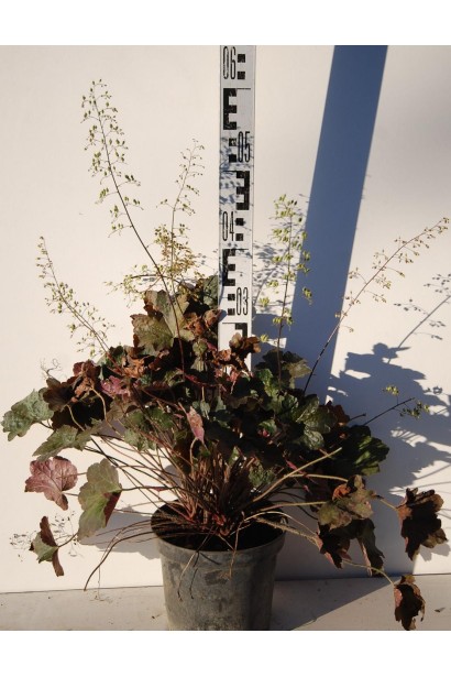 Гейхера Палас Пурпл саджанець С3 25-30 см