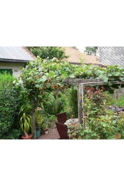 Актинідія гостролиста Ісаї посадка на подвір`ї