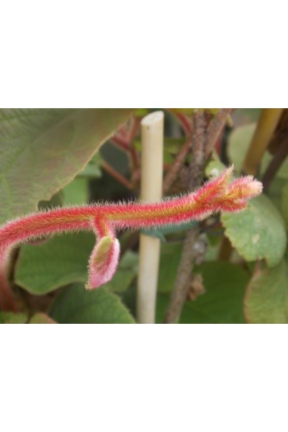 Актинідія гостролиста Ісаї пагони