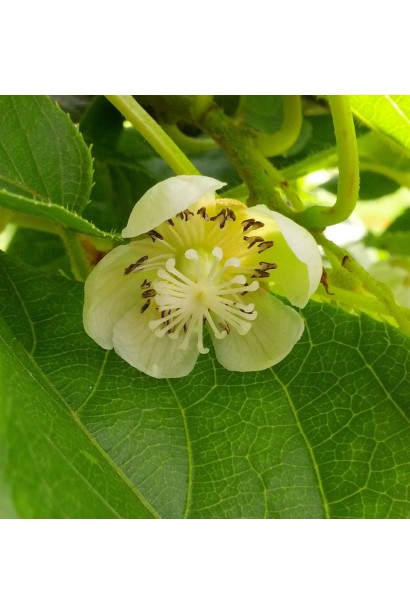 Актинідія гостролиста Ісаї квітка