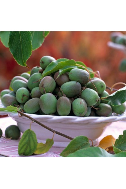 Актинідія гостролиста Ісаї плоди