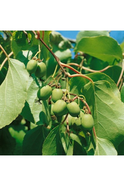 Актинідя Issai маленький ківі