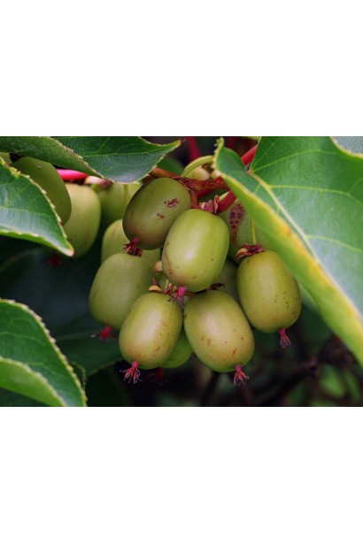 Ківі сорт Ісаї 