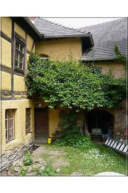 Актинідія гостролиста Ісаї в ландшафті