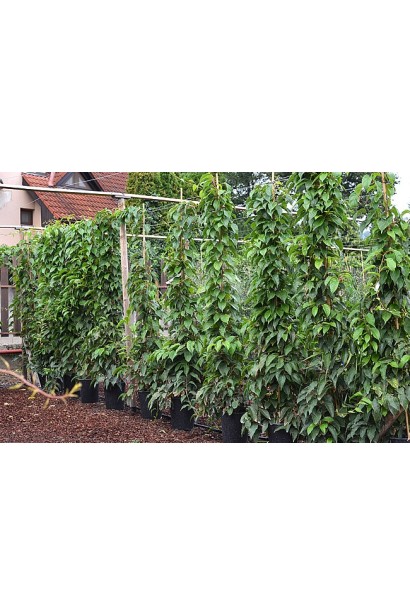 Актинідія гостролиста Ісаї в контейнері