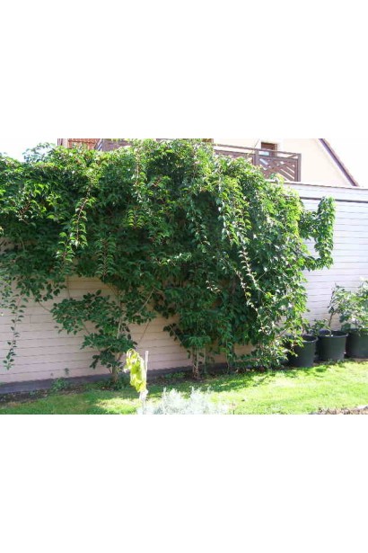  Actinidia arguta Issai в ландшафті