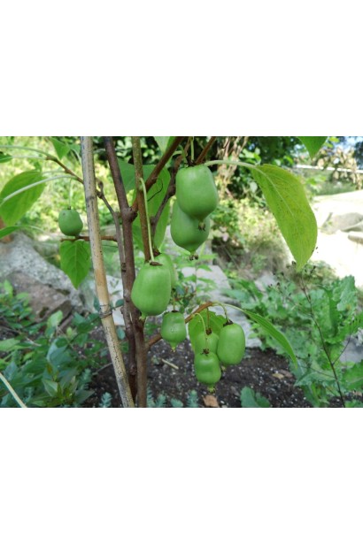 Актинідія гостролиста Ісаї