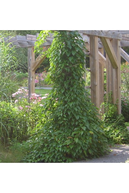  Actinidia arguta Issai плетюча