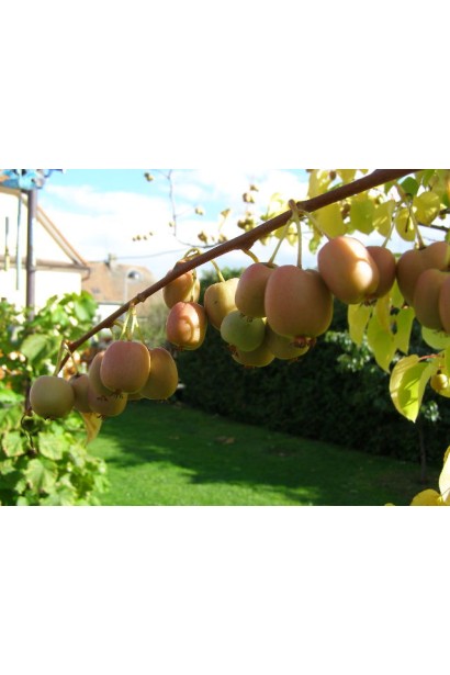 Актинідія гостролиста Ісаї ягоди