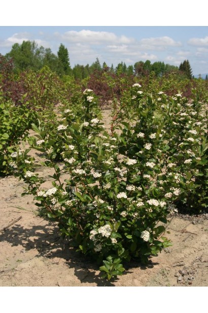 Горобина / Аронія чорноплідна (кущ) | Рябина / Арония черноплодная (куст) | Aronia melanocarpa (bush)