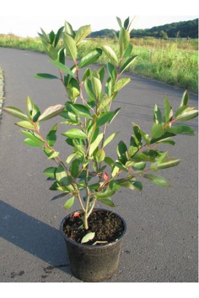 Горобина / Аронія чорноплідна (кущ) в садовому центрі