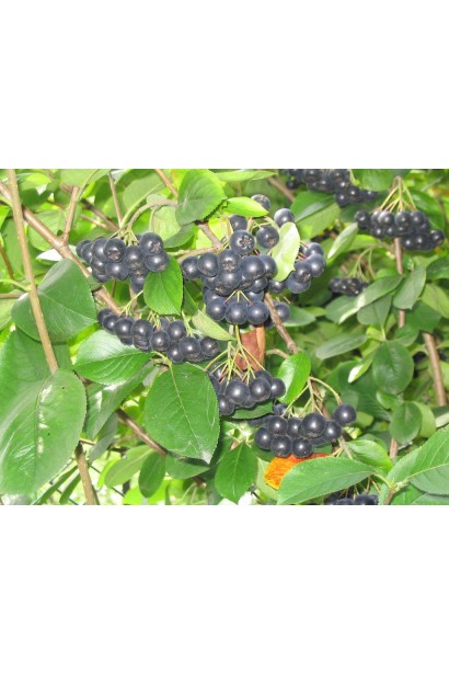 Аронія чорноплідна – густий кущ з темними плодами
